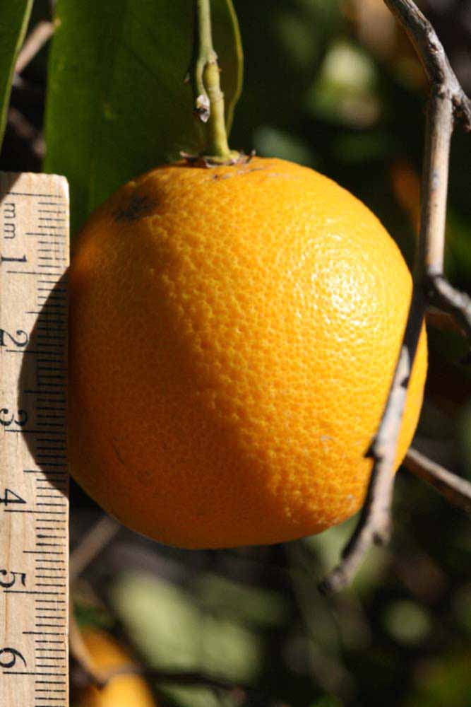              Fruit (Riverside, CA)       